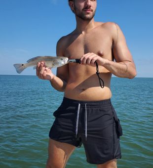 Hooked up with a lively Redfish