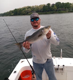 Striped Bass: Aquatic Athlete Extraordinaire