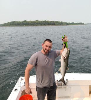Bluefish: Fierce Fighter of Waves