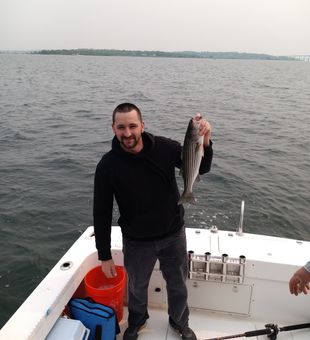 Striped Bass: Thrilling Battle Ensues