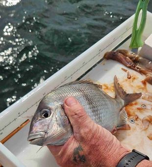 Cast, wait, catch, repeat.