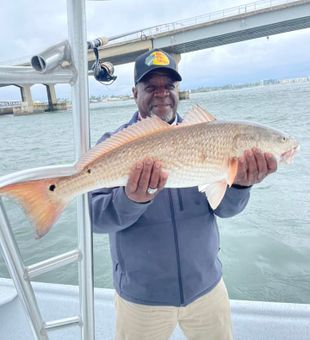 Redfish caught by master angler in Orange beach.