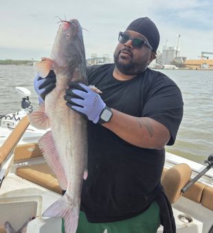 Angler with a massive Blue Catfish!