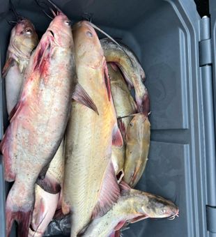 Lake Erie's Abundance