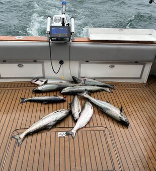 Chinook and Chum salmon success in Sodus Point!