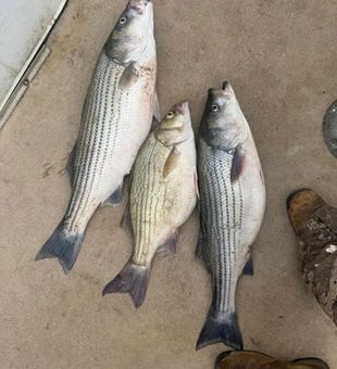 Heavy hybrid haul on deck!