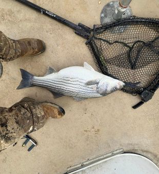 Chunky hybrid Striper landed!