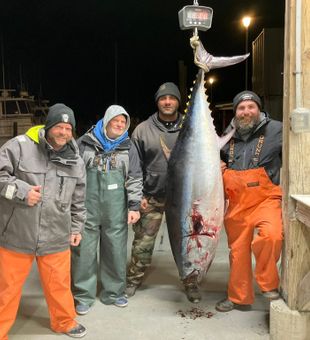 Lewes bluefin tuna catch, big and heavy.