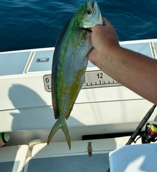 Beautiful Lewes DE mahi mahi ready for the cooler!
