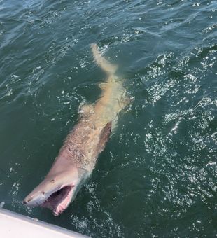 Monster shark shows off those teeth in Lewes waters!