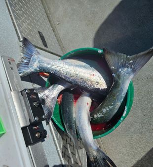 A big Coho Salmon caught on Columbia River