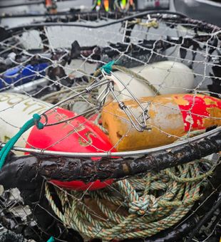 Catch fresh Dungeness Crab on the Columbia River.