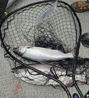 Two Salmon, One net, no problem during an Astoria Salmon Fishing Trip!