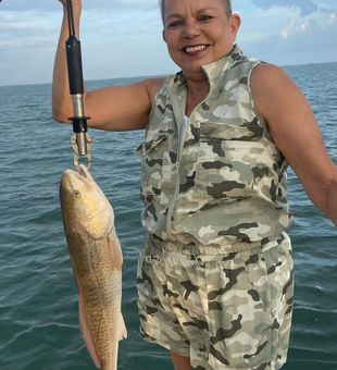 Redfish rising in the shallows