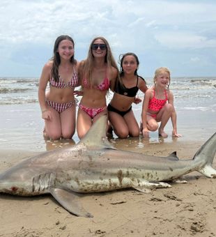Exciting bull shark catch – beach shark fishing fun for the group!