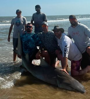 Monster shark landed on Bolivar Peninsula beaches!