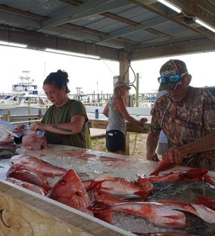 Pensacola fishing: snapper haul