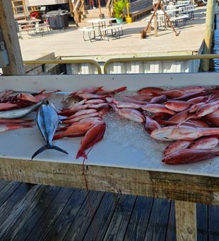 Outstanding red snapper haul from Pensacola waters!