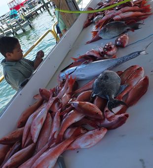 Outstanding red snapper haul from Pensacola waters!