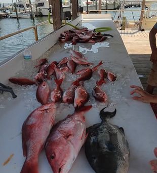 1. Hook into Pensacola’s red snapper season and head offshore for a day of deep-water fishing along Florida’s Gulf Coast.