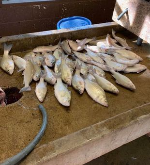 Freshwater fishing fun at Lake Tawakoni.