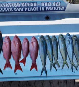 Longfin yellowtail and mahi mahi catch in Shalimar FL!