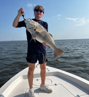 Nice black drum from Dauphin Island waters!