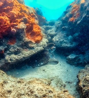 Coral Reef Close-Up in Boynton Beach