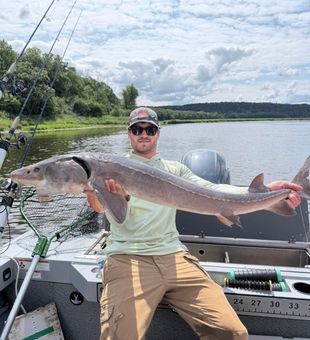 Beautiful Lake Sturgeon from Stillwater Minnesota waters!