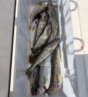 Fresh St. Croix River walleye in the cooler!