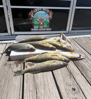 Five St. Croix River walleye ready for the table!