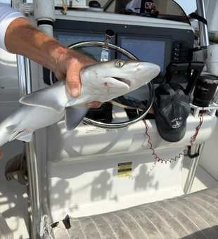 Atlantic Sharpnose Shark caught in Pensacola Bay waters!