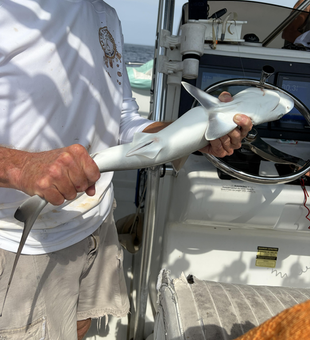 Nice shark catch in Pensacola Bay waters!