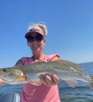 Graceful Sea Trout gliding.