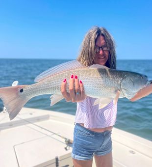 Stunning Redfish in action