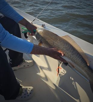 Casting lines on the Sarasota coast