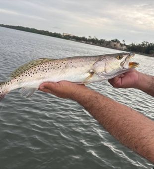 Rods ready, good vibes in Sarasota