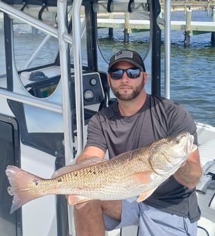 Beautiful Pensacola Beach redfish ready for the cooler!