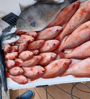 Outstanding grey triggerfish and red snapper haul from Pensacola Beach!