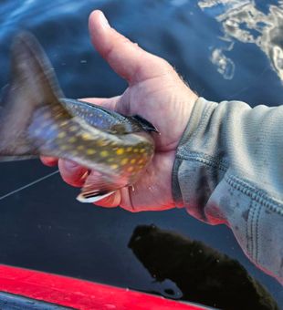Lively Brook Trout release – exciting fishing moment!