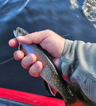 Colorful Brook Trout catch – exciting action!