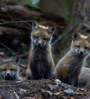 Fox's Den