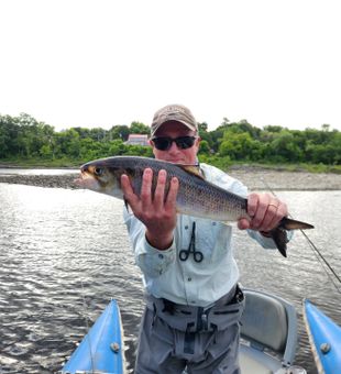 Strong catch on the river – American Shad action!