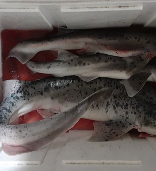Solid leopard shark catch from San Francisco Bay pier
