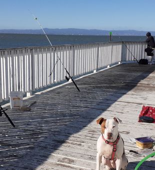 Relaxed pier fishing setup on San Francisco Bay