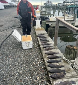 New Jersey Tautog catch delivered!