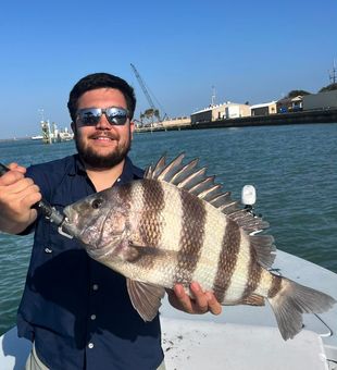 Nice Elmendorf sheepshead showing off those distinctive stripes!