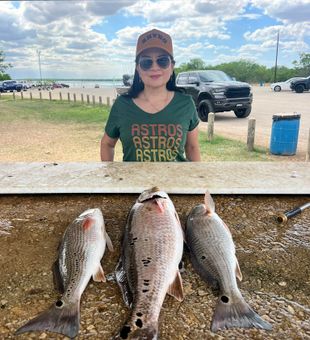 Three beautiful redfish caught in Elmendorf TX!