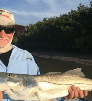 Snook Inshore Fishing Florida