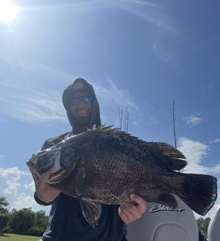 Black Drum as my peace offering